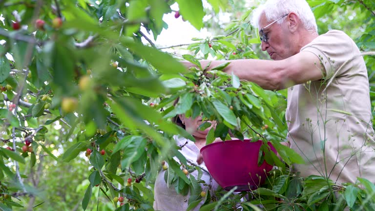 Senior couple harvesting cherry fruit from fruit tree