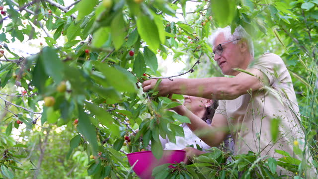 Senior couple harvesting cherry fruit from fruit tree