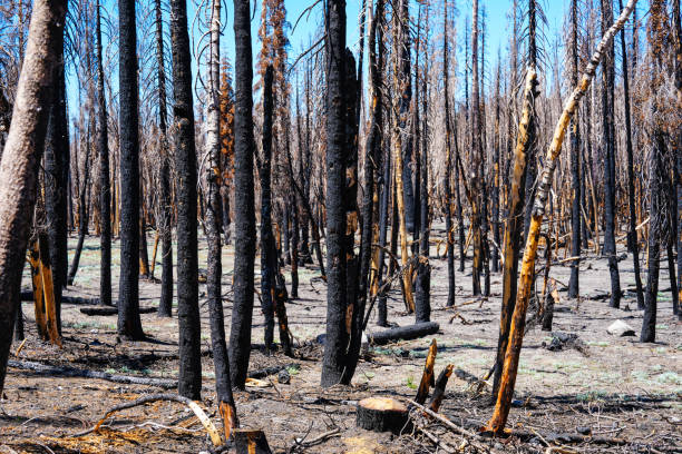 istock Charred tree trunks and barren earth after forest fire 1649608320