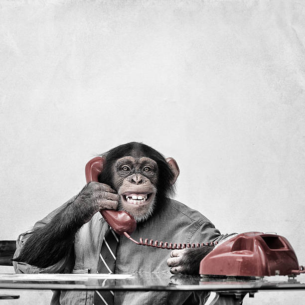 chimpancé por teléfono - telephone chimpanzee monkey on the phone fotografías e imágenes de stock