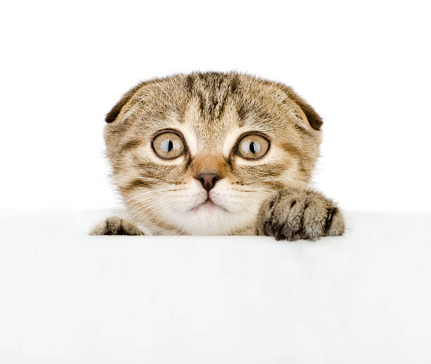 istock scared kitten looking out because of the poster 164962823