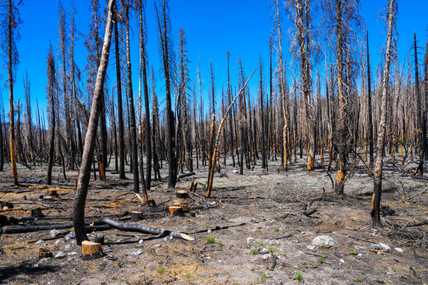 istock Charred forest of tree trunks and barren earth after forest fire 1649630337