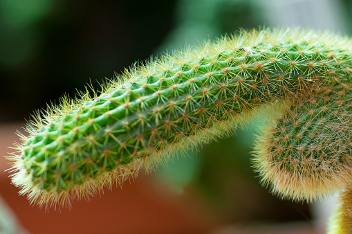 macro cactus agave photography botanical garden