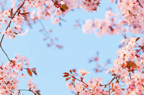 桜の木の花で夜明け - 桜 ストックフォトと画像