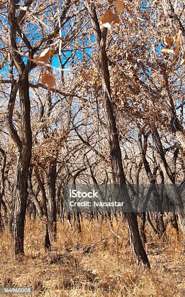 Rio Grande Bosque Późno Jesień Las W - zdjęcia stockowe i więcej obrazów Brązowy - Brązowy, Dolina Rio Grande, Drzewo