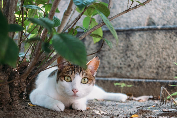 Cute face cat with big eyes
