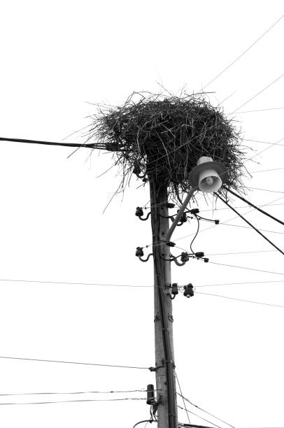 istock Birds nest on telephone pole 164969228
