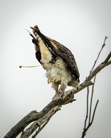 Osprey Pooping and Perched on Branch. White space around bird.