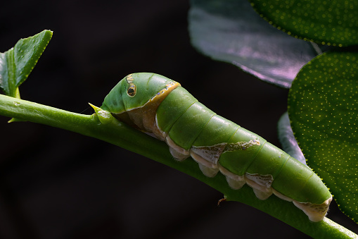 Macro view of caterpillar on plant
