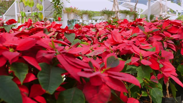 Red poinsettia rows in flower shop.