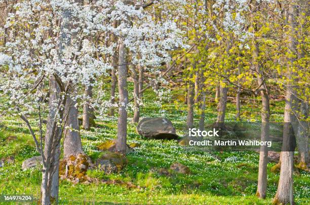 Сказка Spring Forest — стоковые фотографии и другие картинки Без людей - Без людей, Белый, Весна