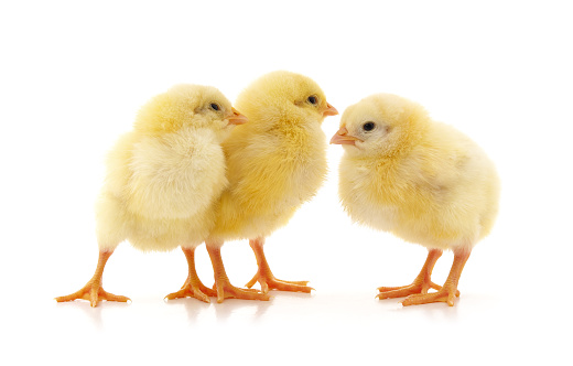 Three yellow little chickens isolated on a white background.