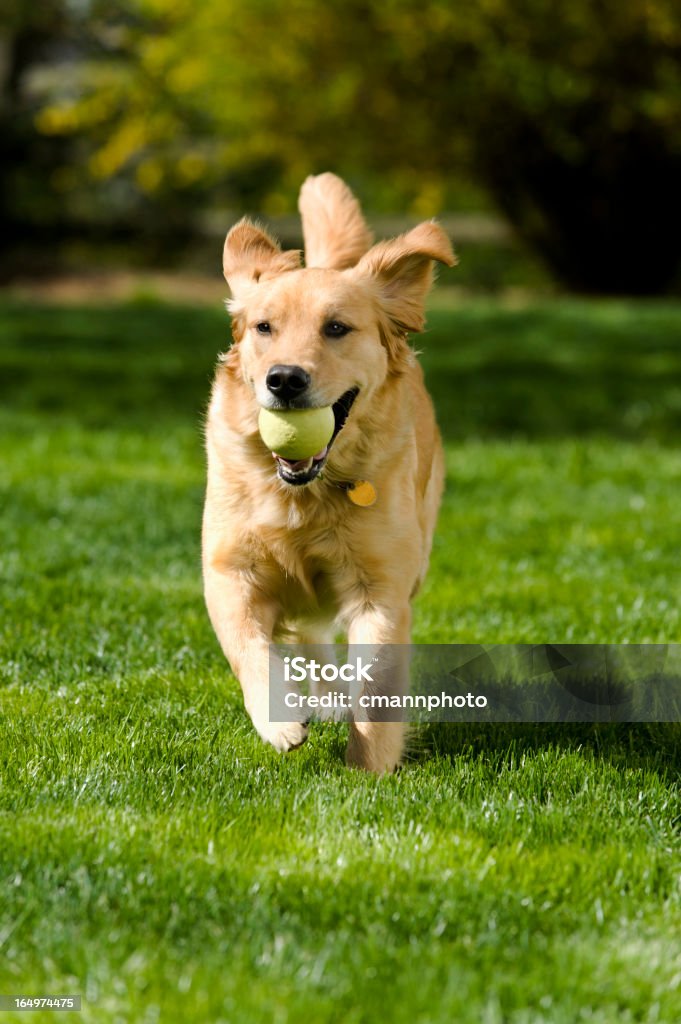 Golden Retriever com bola na boca jogar obter - Royalty-free Cão Foto de stock