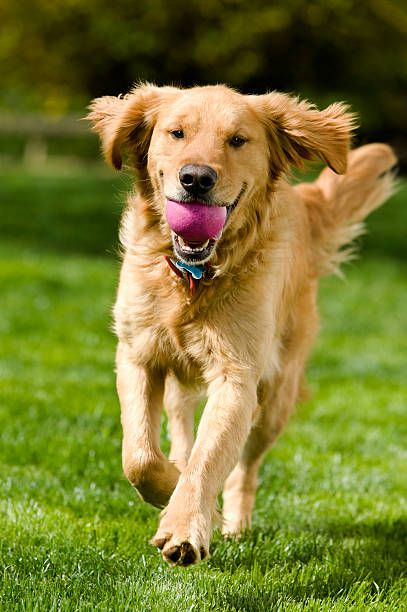 Dog - Fetch A four year old male Golden Retriever playing fetching by returning the ball, while looking at the camera. "Arthur" dog retrieving running playing stock pictures, royalty-free photos & images