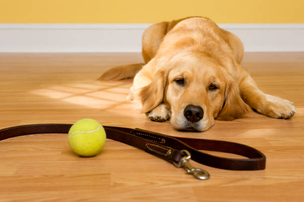 istock Golden Retriever waiting for a walk with leash and ball 164974651