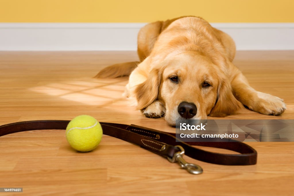 Golden Retriever à espera de um passeio com Coleira de Cachorro e Bola - Royalty-free Cão Foto de stock