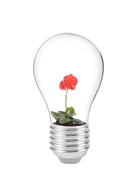 The concept of red daisy and  energy in the bulb