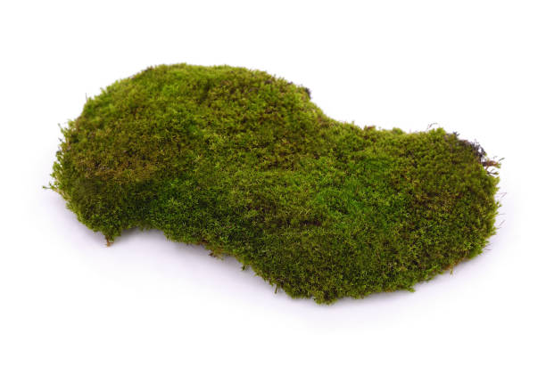 istock Bunch of green moss. 1649759324
