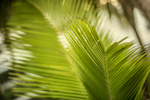 Close up shot of a palm leaf. 