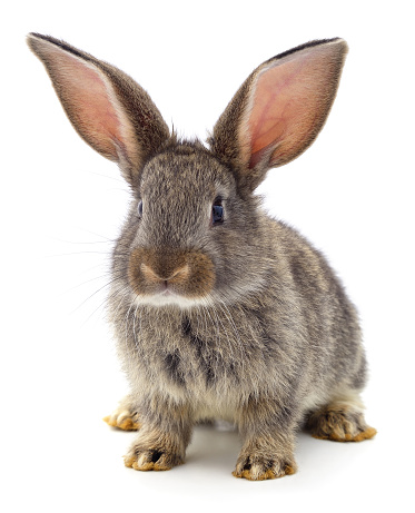 One brown rabbit isolated on a white background.