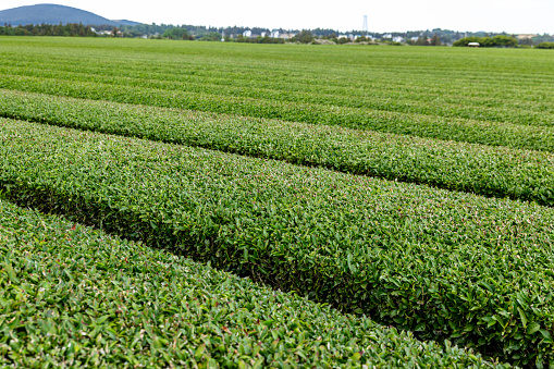 Green Tea Field in Jeju Island