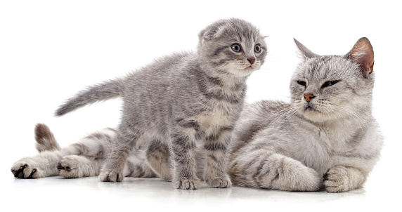 Gray cat and kitten isolated on a white background.