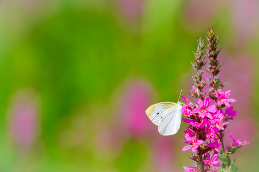 Small white butterfly perching on a cluster of pink flowers. background is blurred garden.