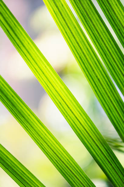 istock Green palm leaves with bright sunlight in the center. 1649798231