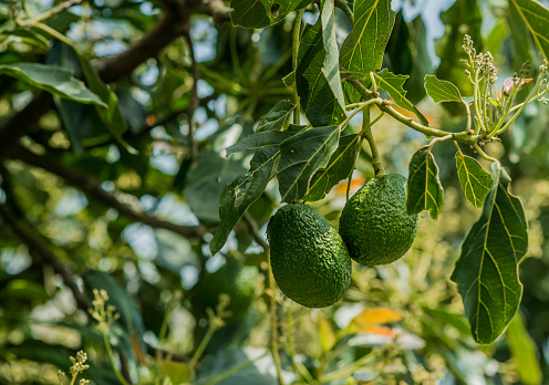 close-up photograph of Hass avocado fruit at harvest