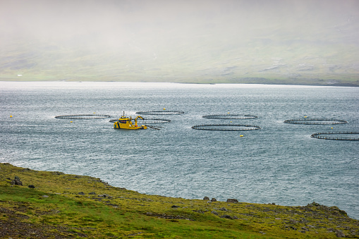 A boat is docked next to a pen at a marine fish farm in Iceland on an overcast day.