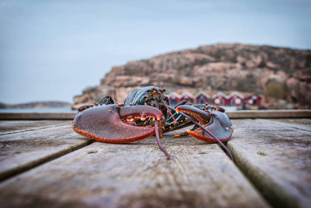 Big lobster on a wooden jetty. Big lobster on a wooden jetty. Boathouses in the background. Swedish west coast västra götaland county stock pictures, royalty-free photos & images