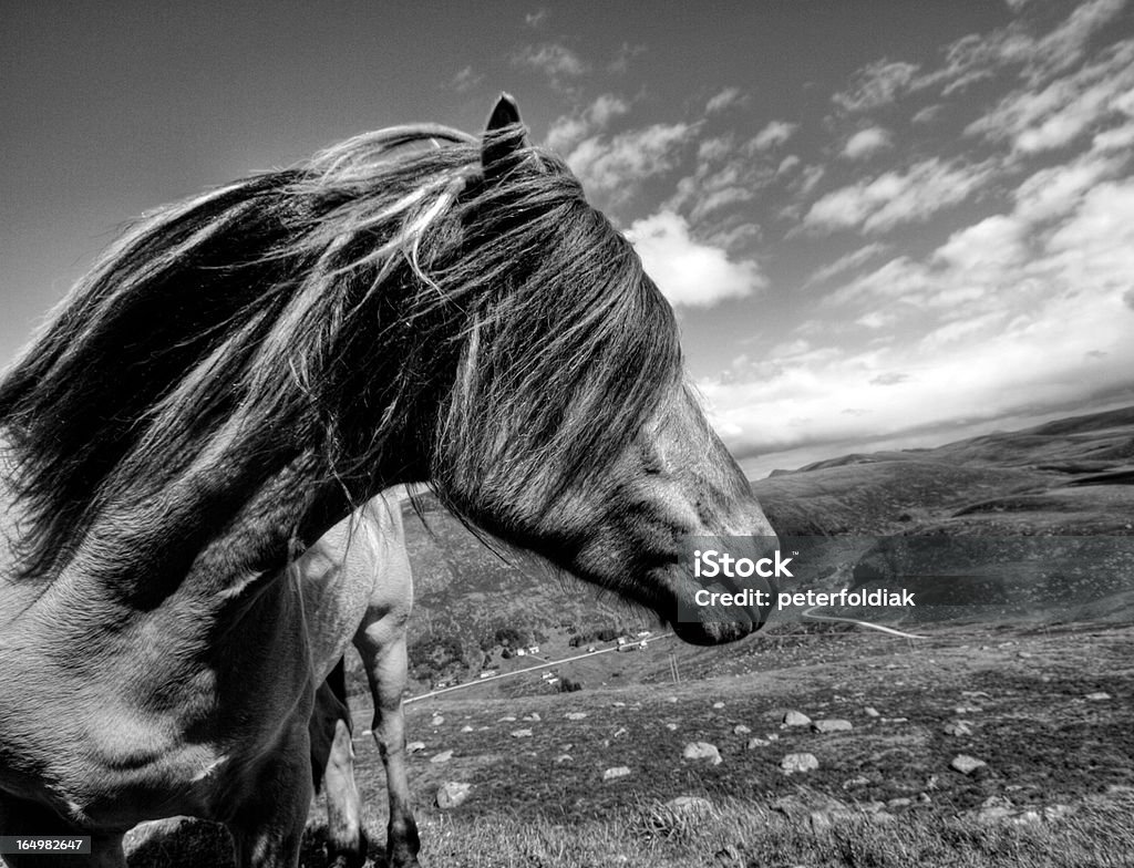 Caballo en el campo - Foto de stock de Caballo - Familia del caballo libre de derechos