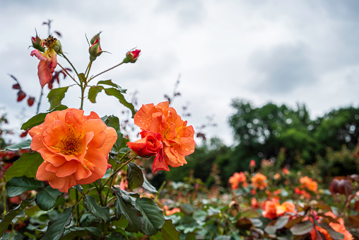 beautiful orange rose