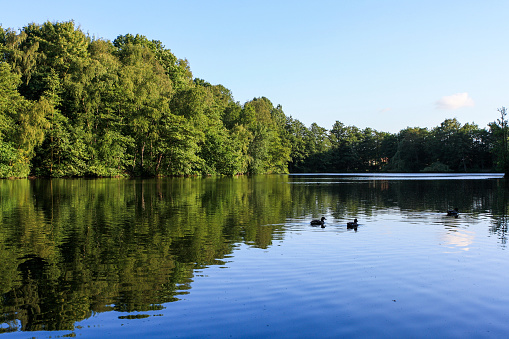 View of lake and trees and duck swimming in forest in Itzehoe, Germany with mirror reflection in calm water surface with clear blue sky background. No people.