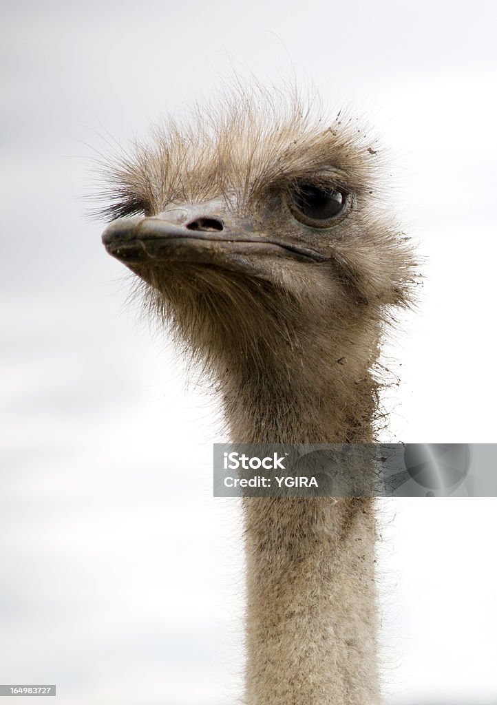 avestruz - Foto de stock de Avestruz libre de derechos
