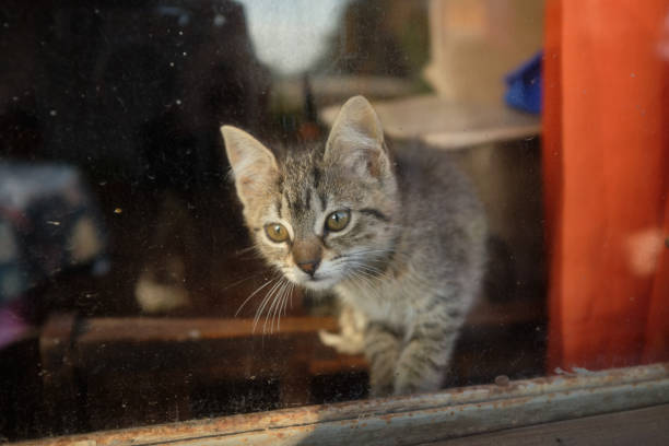 istock domestic cat puppy in the window 1649838408
