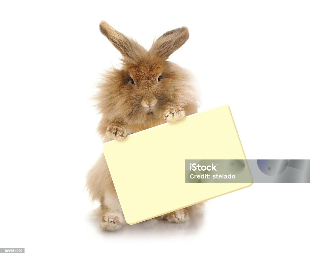Kaninchen hält Teller - Lizenzfrei Freisteller – Neutraler Hintergrund Stock-Foto