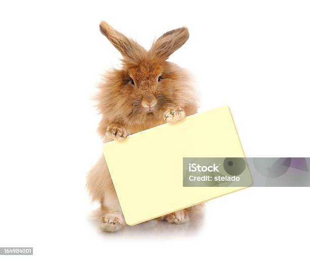 Кролик Держит Чашку — стоковые фотографии и другие картинки Изолированный предмет - Изолированный предмет, Пасхальный Кролик, Белый