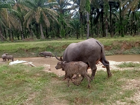 a buffalo and its young  calf close-up near a river. Photo taken in Malaysia