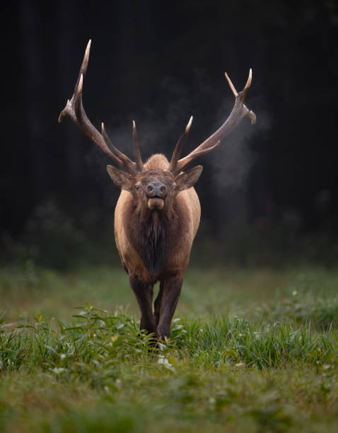 マンネリの間にエルク - alberta canada animal autumn ストックフォトと画像