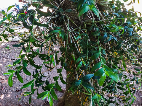 The orchid is attached to the tree trunk