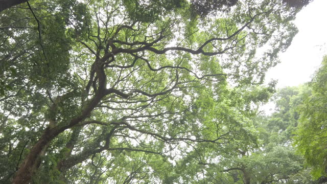 4K Low angle view . Walk in the forest.