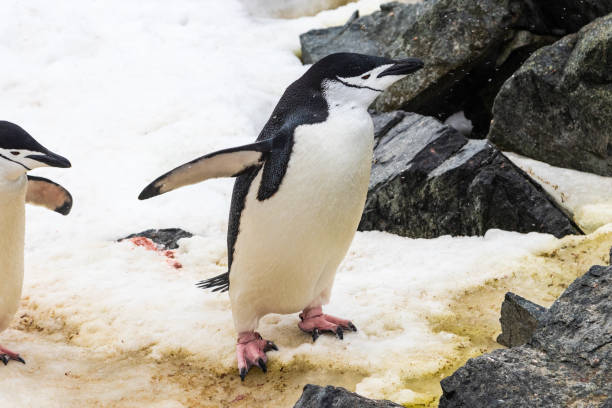 あごひもペンギン、岩と雪の上に立つ。足ひれが広がります。 - nobody beak animal head penguin ストックフォトと画像