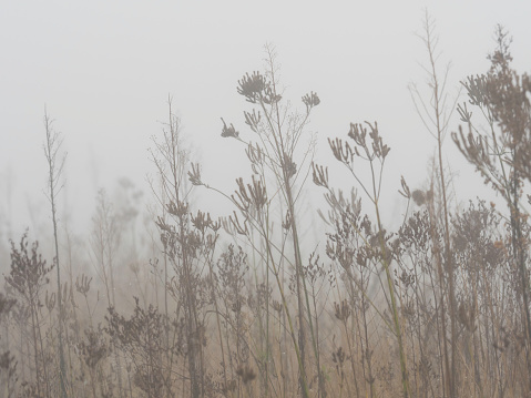 Dried fluffy grass in fog
