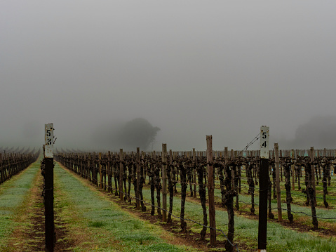 Winter grape vines on a foggy morning in the Buckland Valley