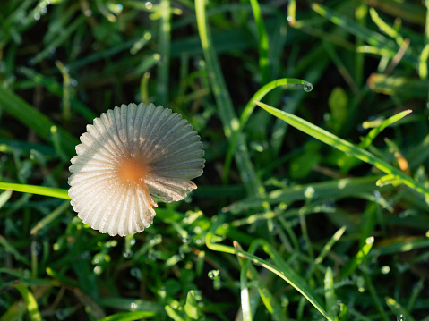 Close up of little mushroom and grass
