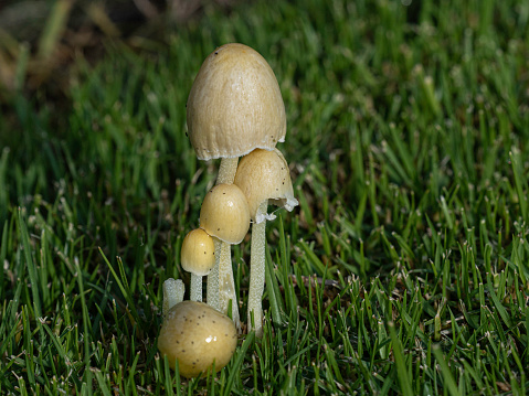 Close up of group of little mushrooms