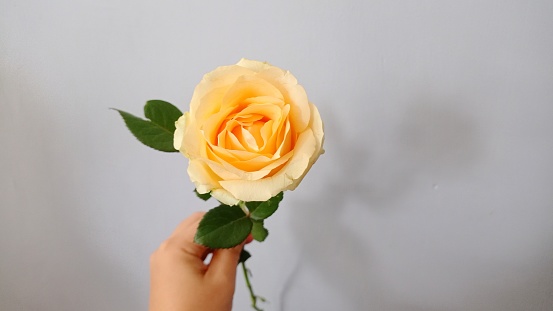 Cropped Hand Holding Yellow Rose