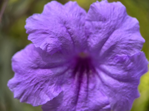 Close up view of purple Mexican Bluebell or Mexican Petunia flower with blur background. Macro photography