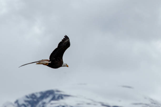 istock Bald eagle flying with outstretched wings in Alaska United States 1649928636